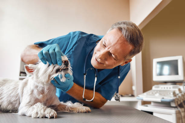Best Pediatric Emergency Dentist in East Dundee, IL